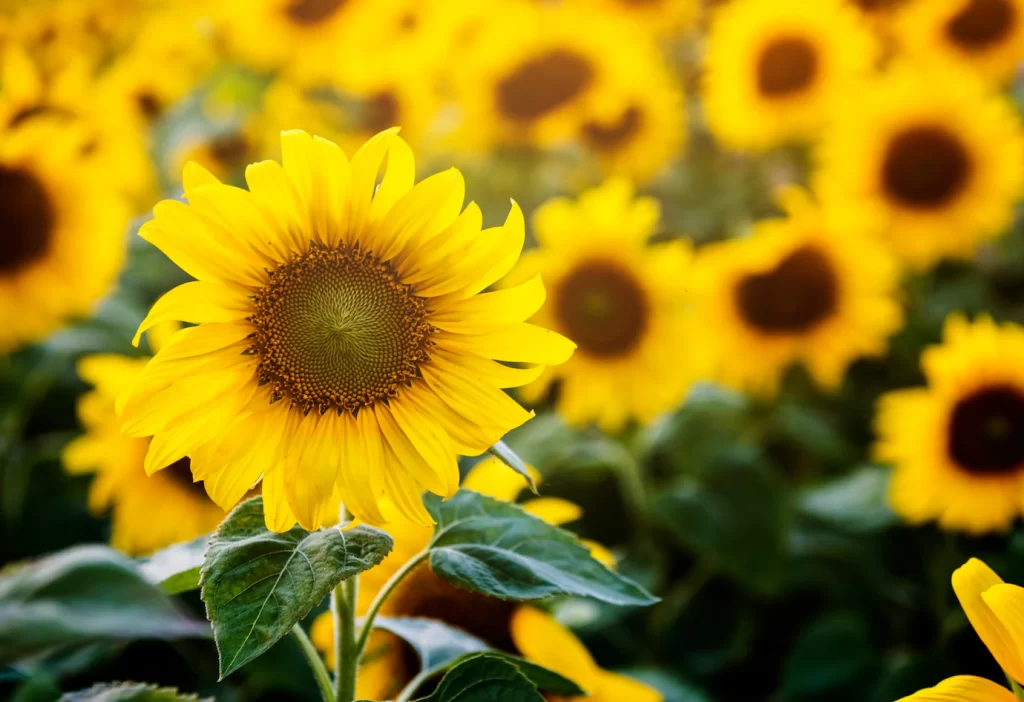 Sunflower Oil Machine 1 Sunflower Oil